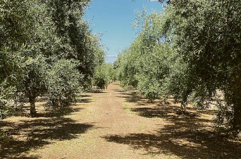 Bitetto (Puglia) tomba una planta de biometà: el TAR anul·la l'autorització i condemna la Regió. Mentrestant, a les Garrigues, seguim esperant