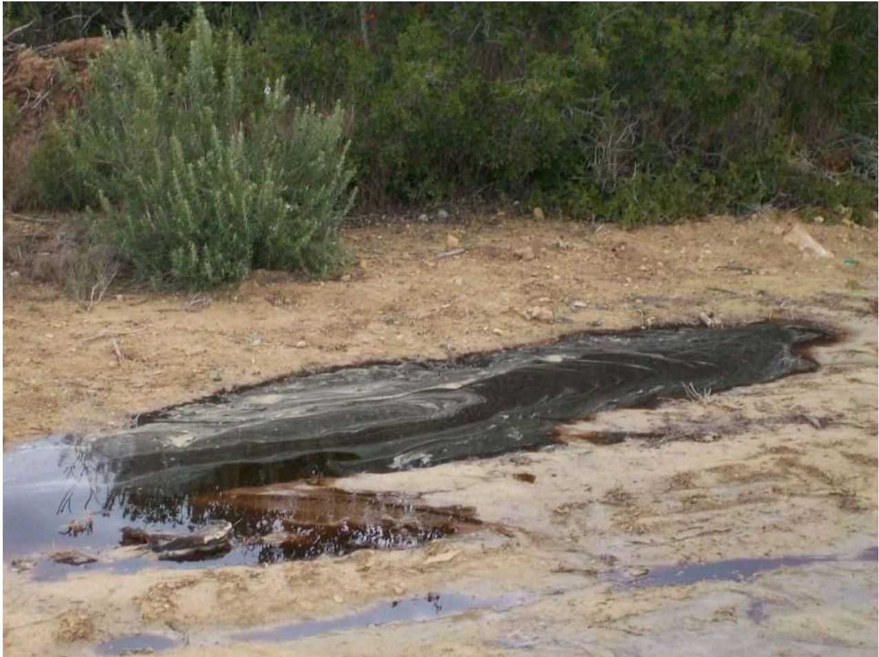 Abocament d'oleases als marges del Canal d'Urgell, al tram contigu a General d'Olis: el subproducte del premsat de l'oliva impacta sobre l'arbrat protegit i el sòl.